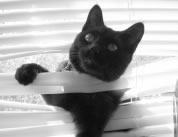 cat condo