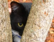 cat tree